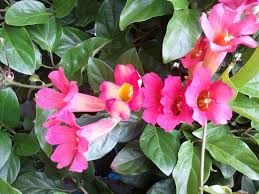 Image result for Bignonia