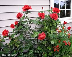 Check spelling or type a new query. Hot Cocoa Rose Bush Hot Cocoa Rose Flowers Rose Bush