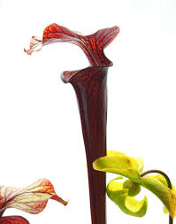 Black And White Images Of Pitcher Plant Sarracenia Black Widow Alata Black Throat X Flava Red Hybrid Carnivorous Plant Resource Sarracenia Carnivorous Plants Plants