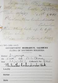 Image result for Isodon ramosissimus