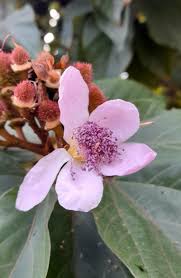 Image result for Bixa orellana