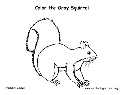 Widely introduced to certain places around the world, the eastern gray squirrel in europe, in particular, is regarded as an. Squirrel Gray Coloring Page