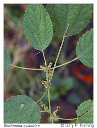 Image result for Boehmeria macrophylla