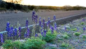 Perennial flowers for texas panhandle. The 5 Varieties Of The Texas Bluebonnet