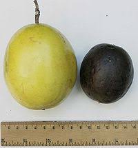 See passion fruit flower stock video clips. Passiflora Edulis Wikipedia
