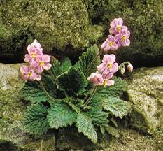 Image result for Pedaliaceae