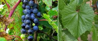 Image result for Vitis