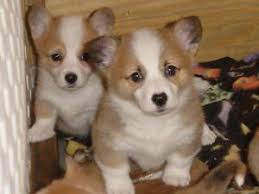 See more ideas about corgi, puppies, cute animals. 2 Beautiful Females 2 Males Pembroke Welsh Corgi Puppies For Sale In Colorado Springs Colorado Classified Americanlisted Com