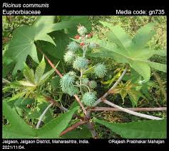 Image result for Ricinus communis