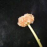 Image result for Lecanthus peduncularis