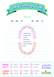 Basic Baby Teething Chart Templates At