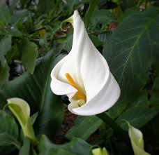 It's best to begin growing calla lily using bulbs. Calla Lilies