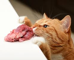 We're looking for easy navigation, plenty of options for. Best Raw Cat Food 2021 6 Healthy Picks For Your Carnivore