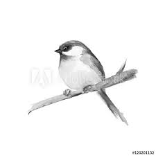 Bird On Branch Drawing Small Bird On Branch Black And White Watercolor Painting Bird Drawings Bird Art Watercolor Bird