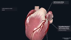 Hypoplastic left coronary artery was found in six specimens (12%) which was slightly higher as compared to the study reported by nordon dg et al. Coronary Artery Anatomy Blood Supply To The Heart Geeky Medics