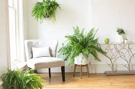There are many varieties of boston fern, most with frilly or lacy fronds. 10 Popular Hanging Houseplants