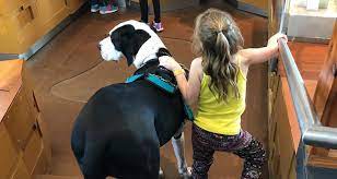 Service dogs accompany their handler everywhere, including in public places that are usually off limits to dogs, such as shops, libraries, museums, theaters, hospitals, and. Mobility Service Dogs What Do They Do American Kennel Club