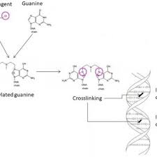 Image result for Alkylating Agent