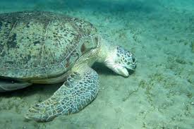 Ciclo De Vida De Las Tortugas Marinas