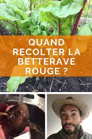 Quand Recolter La Betterave Rouge En 2020 Betterave Rouge Betterave Recolte