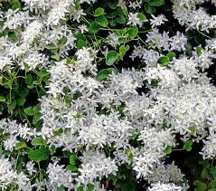 We did not find results for: Clematis Maximowiaziana Paniculata Sweet Autumn Degroot