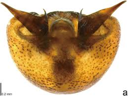 Image result for Hypolytrum pynaertii