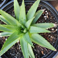 Image result for Aloe plowesii