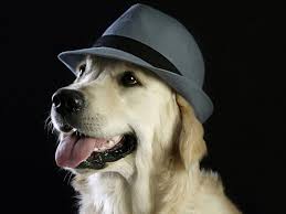 Maybe you would like to learn more about one of these? Refranes Citas Y Frases Sobre Perros Boncan Educacion Canina Barcelona