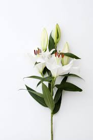 Lily Funny How Flowers Do That White Lily Flower Flower Aesthetic Lilly Flower