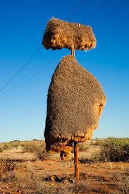 A sociable weaver bird brings a twig to add to the family nest. Bird 159 Sociable Weaver Bird Of The Week
