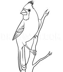 Learn to draw a cardinal bird. How To Draw A Cardinal Step By Step Drawing Guide By Dawn Dragoart Com