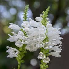 I usually plant cover crops about sept. Crystal Peak White Obedient Plant Physostegia Virginiana High Country Gardens