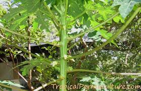 Drive the stake into the ground to the side of the hole to at least 2 feet deep. How To Grow Papaya Growing Papaya From Seeds