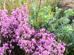 Image result for Erica wildii