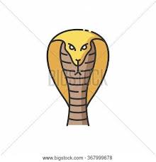 Endemic species | conservation india 8 results for tag endemic species the forest cane turtle, anamalai hills, tamilnadu save the great indian bustard (gib) from extinction! King Cobra Rgb Color Vector Photo Free Trial Bigstock