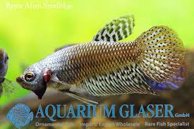 Wild betta alien hybrid super blue by franksbettas. Aquarium Glaser Gmbh On Twitter Betta Splendens Alien Blue Steelblue Green Find More Details And Pics Later Today 15 30 Cet Https T Co Kgexunudlm Https T Co 4wnummtc7v