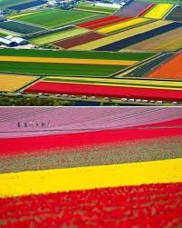 The holland sea of flowers in full bloom. Ok I Know We Are Soooo Bored General Discussion Viki Discussions