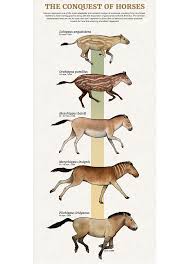 Horse Evolution Chart Reading Industrial Wiring Diagrams