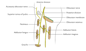 Image result for Obturator Nerve Compression