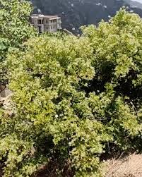 Image result for Maerua triphylla