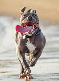 A Perfect Illustration Of The Most Dangerous Part Of A Pitbull The Tongue Check More At Http Hrenoten Com Pitbull Dog Dogs Nanny Dog
