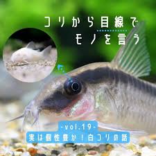 AQUALASSIC（アクアラシック）