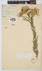 Image result for Vernonia suprafastigiata