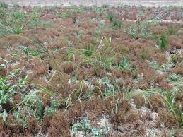 Image result for Leptochloa uniflora