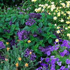 Image result for Heliotropium ciliatum