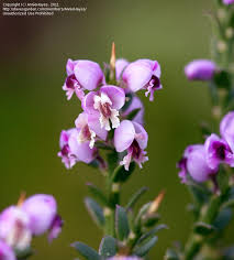 Image result for Muraltia