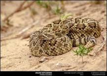 Image result for range of the mojave green rattlesnake