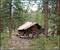Forest Cabin Night