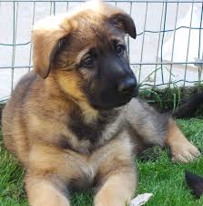 I have heard a lot about how kind and loving my new family will be and i just can't wait to get to them. Sable German Shepherd Puppies For Sale