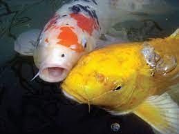 Koi Fish Care And Health In A Pond Ecosystem Aquascape Koi Fish Care Fish Care Water Pond